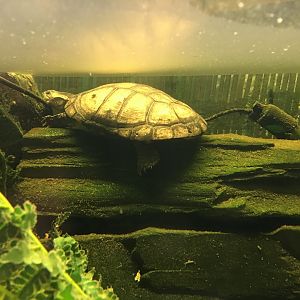 West African mud turtle 040817