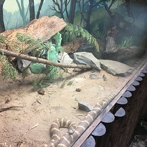 California king snake exhibit 040817