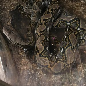 Reticulated Python 040817