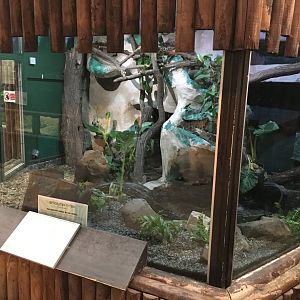 Reticulated python exhibit 040817