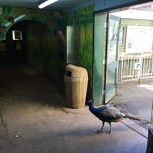 Amazonia entrance and feathered visitor 040817