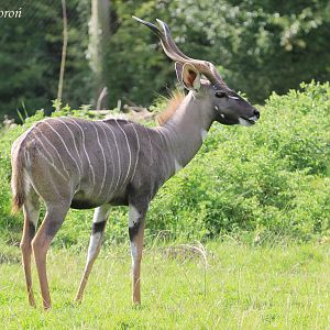 Lesser Kudu (Tragelaphus imberbis), male, August 2017