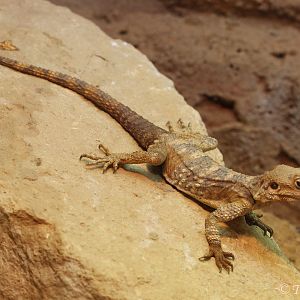 Short-toed Rock Agama (Stellagama stellio brachydactyla), August 2017