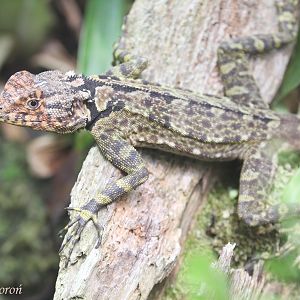 Collared Tree Lizard (Plica plica), August 2017