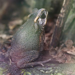 Bony-headed Toad (Ingerophrynus galeatus), August 2017