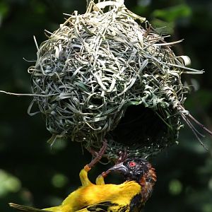 Abyssinian Village Weaver (Ploceus cucullatus abyssinicus), ad. male, August 2017