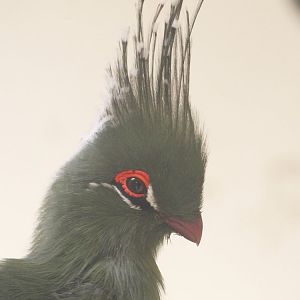 Schalow's Turaco (Tauraco schalowi), August 2017