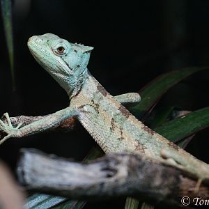 Serrated Casquehead Iguana (Laemanctus serratus), August 2017