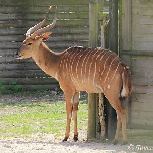New species of Tragelaphus antelope :), August 2017