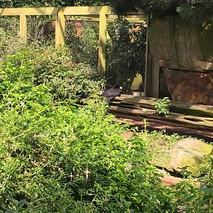 Black curassow 040817