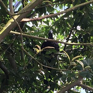 Trinidad piping guan 040817?