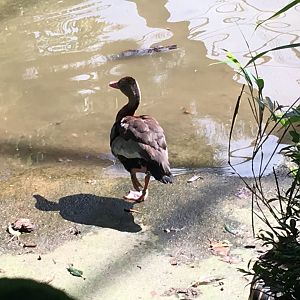 Black-bellied whistling duck 040817?