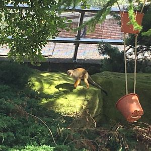 Squirrel monkey in Amazonia 040817