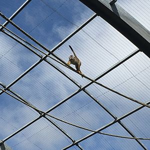Squirrel monkey in Amazonia 040817