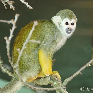 Guianan Squirrel Monkey (Saimiri sciureus sciureus), August 2017