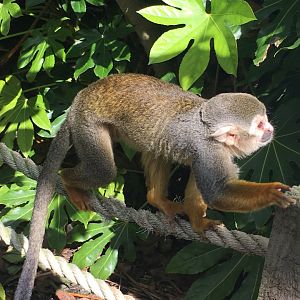 Squirrel monkey in Amazonia 040817