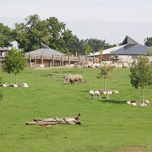 White Rhino and Oryx paddock, August 2017