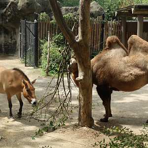 Aug. 2017 - Wildlife Canyon - Przewalski's Horse + Bactrian Camel