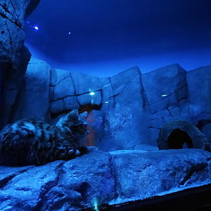 Aug. 2017 - Night Hunters - Black-footed Cat