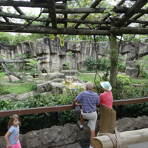 Aug. 2017 - Gorilla World - Gorilla Exhibit Viewing