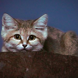Aug. 2017 - Night Huntes - Arabian Sand Cat
