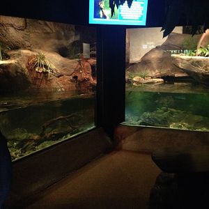 Platypus enclosure