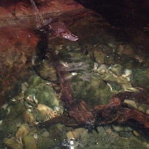 Platypus (Ornithorhynchus anatinus)