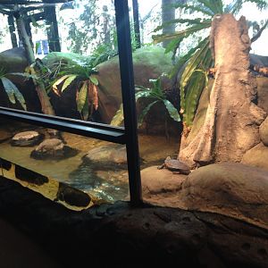 Turtle enclosure