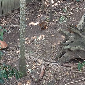 Red-legged Pademelon (Thylogale stigmatica)