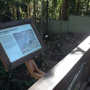 Red-legged pademelon enclosure