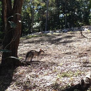 Whiptail Wallaby (Macropus parryi)