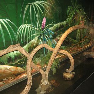 Rostock Zoo - Darwineum - Ant exhibit