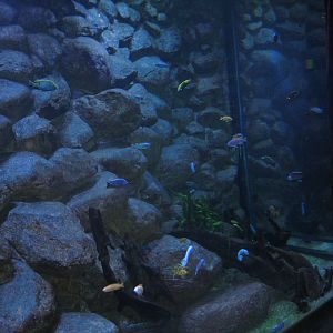 Rostock Zoo - Darwineum - Cichlid tank