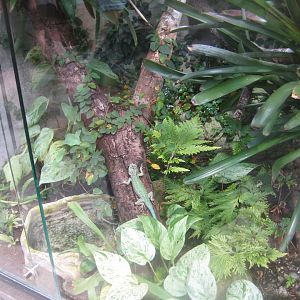 Rostock Zoo - Darwineum - Spiny lizard exhibit