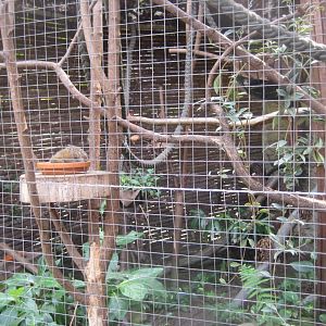 Rostock Zoo - Darwineum - Marmoset exhibit