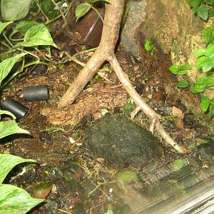 Rostock Zoo - Darwineum - Poison frog exhibit #1
