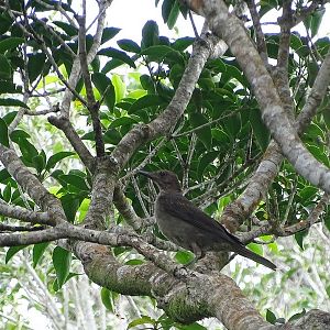 Juvenile Great Tailed Grackle?