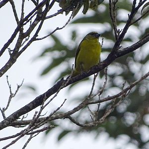 Unknown finch-like bird in Costa Rica)