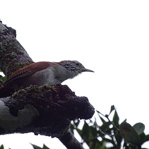 Rufous-and-white wren