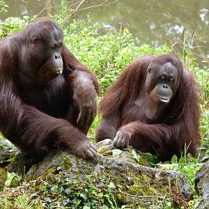 Bornean orangutans, August 2017