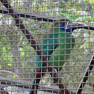 Blue-throated araccari