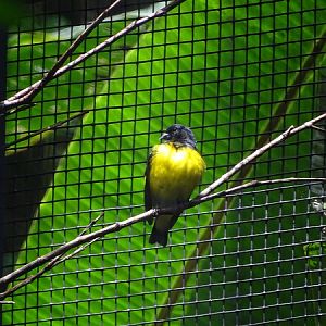 Yellow-bellied siskin