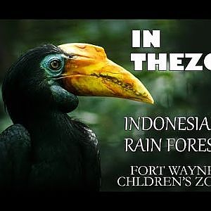 Indonesian Rain Forest Walk Through