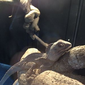 Southern Angle-headed Dragon (Lophosaurus spinipes)