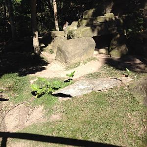 Proserpine Rock-wallaby enclosure