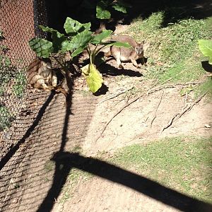 Proserpine Rock-wallaby (Petrogale persephone)