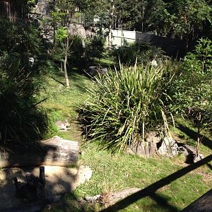 Bridled Nailtail-wallaby enclosure