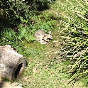 Bridled Nailtail-wallaby (Onychogalea fraenata)