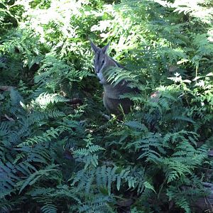 Bridled Nailtail-wallaby (Onychogalea fraenata)