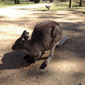 Common Wallaroo (Macropus robustus)